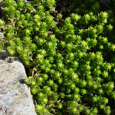 Sedum acre 'Aureum'