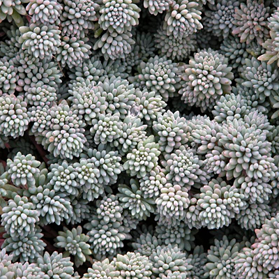 Sedum hispanicum