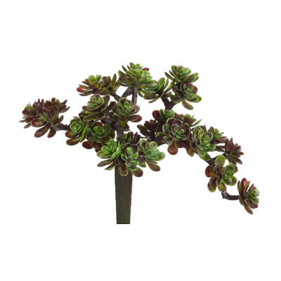 Succulent - Sedum Pick - with 30 Leaves Green/Burg
