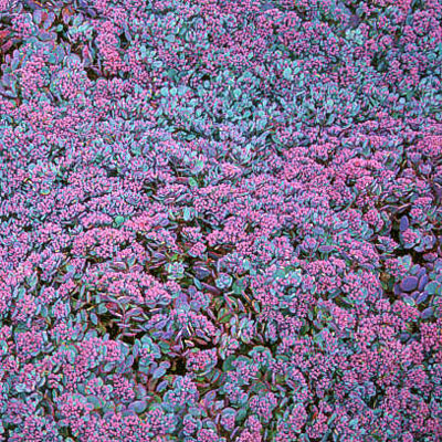 Sedum cauticola 'Lidakense'