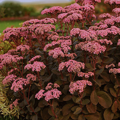 Sedum x 'Maestro'