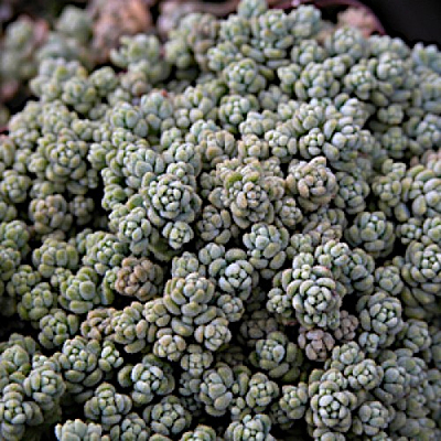 Sedum dasyphyllum 'Major'