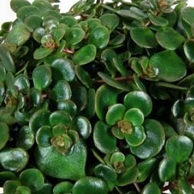 Sedum makinoi