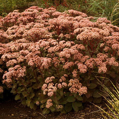 Sedum x 'Matrona'
