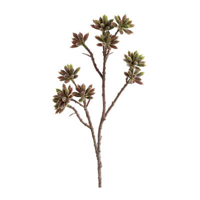 Succulent - Sedum Spray - Mauve Green