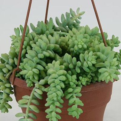 Sedum morganianum