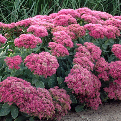 Sedum spect. 'Neon'