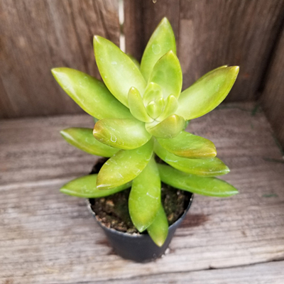 Sedum nussbaumerianum