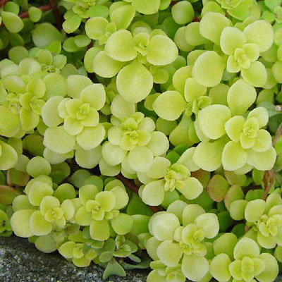 Sedum makinoi 'Ogon'