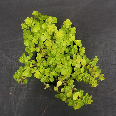 Sedum makinoi 'Ogon'