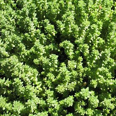 Sedum acre 'Oktoberfest'