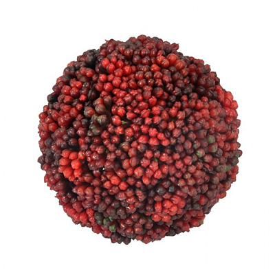 Succulent - Sedum Orb