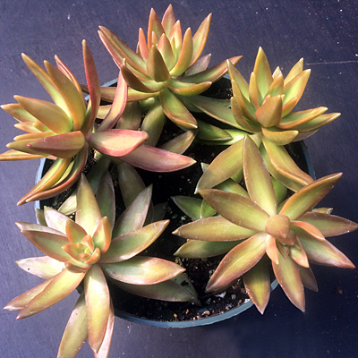 Sedum 'Orpin'