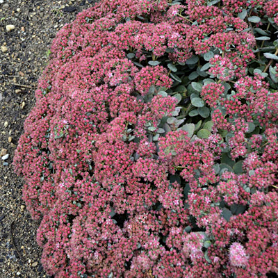 Sedum x 'Popstar'