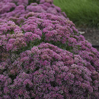 Sedum spect. 'Powderpuff'