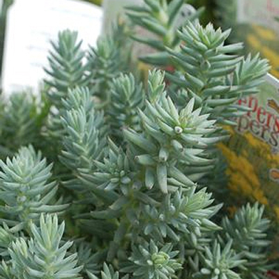 Sedum reflexum 'Blue Spruce'
