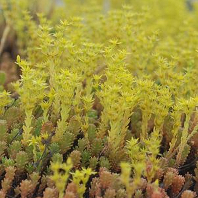 Sedum sexangular