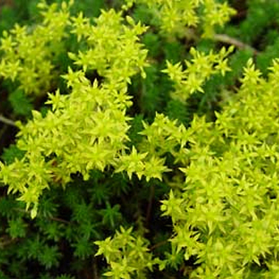 Sedum sexangulare