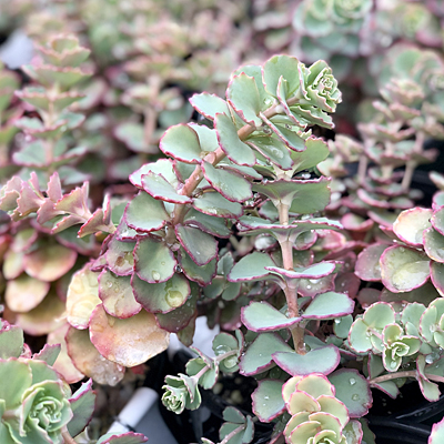 Sedum sieboldii