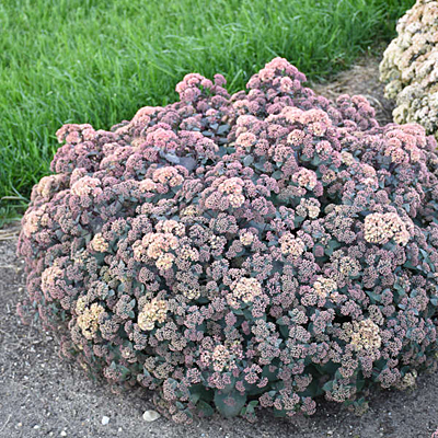 Sedum spect. 'Spellbound'