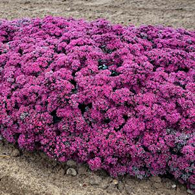Sedum x 'Superstar'