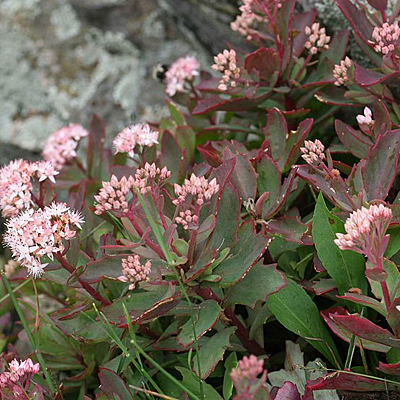 Sedum telephioides