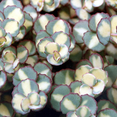 Sedum sieboldii 'Variegatum'