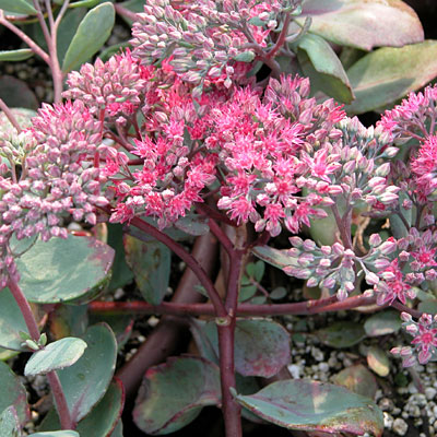 Sedum x 'Vera Jameson'