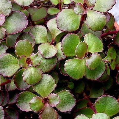 Sedum spurium 'Voodoo'