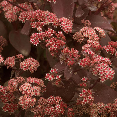 Sedum x 'Xenox'