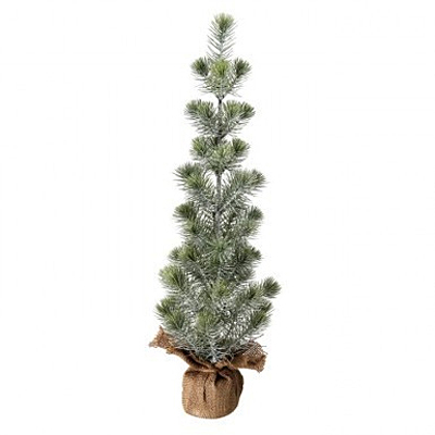 Mini White Spruce Seedling Tree in Burlap