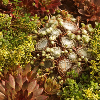 Sempervivum
