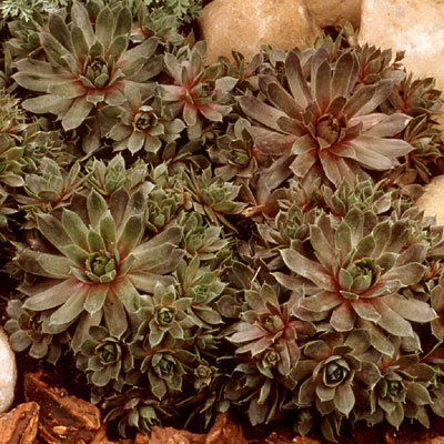 Sempervivum tectorum 'Purple Beauty'