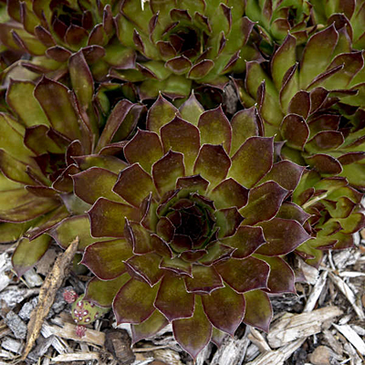 Sempervivum 'Black'