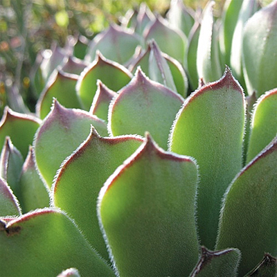 Sempervivum 'Hardy Species Mix'