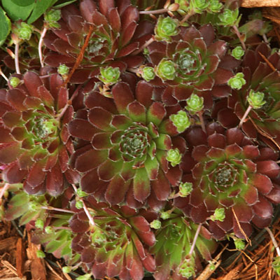 Sempervivum tectorum 'Pilioseum'