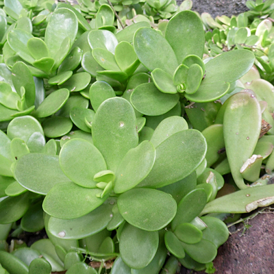 Senecio jacobsenii