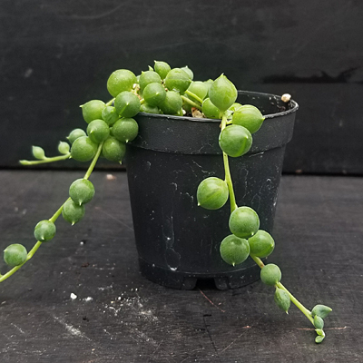 Senecio rowleyanus