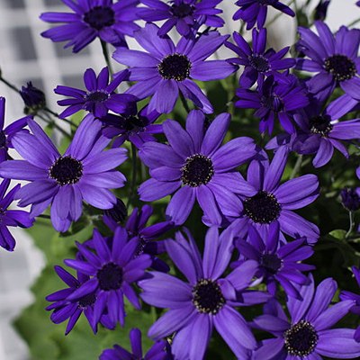 Pericallis 'Senetti Super Blue'