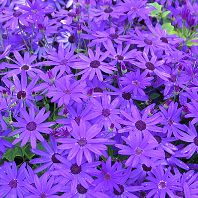 Pericallis 'Senetti Deep Blue'