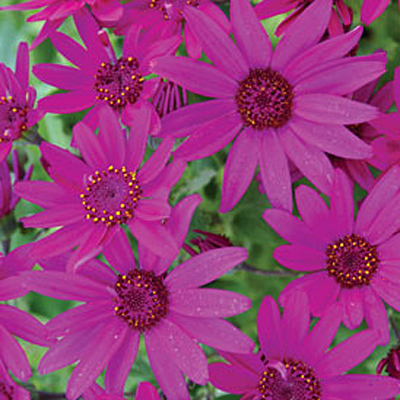 Pericallis 'Senetti Magenta'