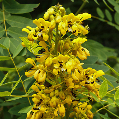 Senna hebecarpa