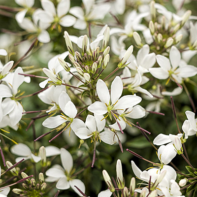 Cleome 'Senorita Blanca'