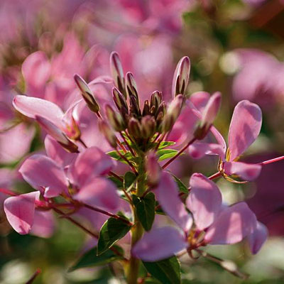 Cleome 'Senorita Rosalita'