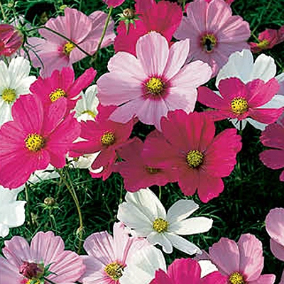 Cosmos 'Sensation Mix'