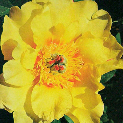 Paeonia x ITOH 'Sequestered Sunshine'