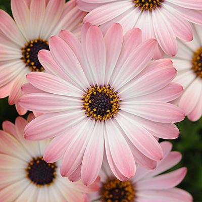 Osteospermum 'Serenity Pink Magic'