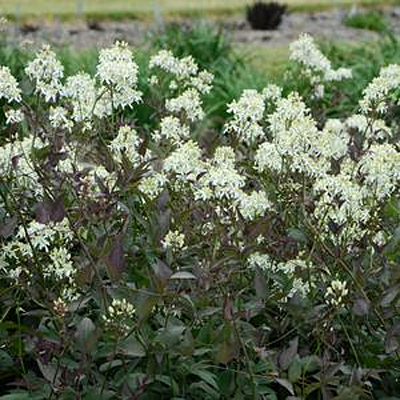 Clematis r. 'Serious Black'