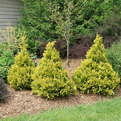 Chamaecyparis p. 'Soft Serve Gold'