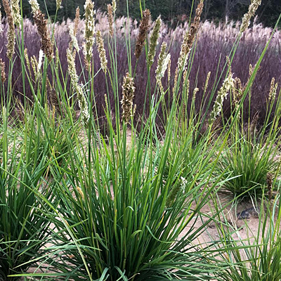 Sesleria